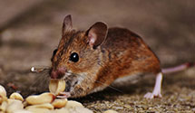 Find Exterminators in Somervell County
